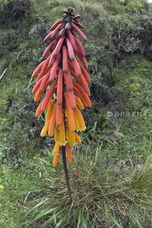knphofia thomsonii被称为汤姆逊红热扑克，是一种水仙科开花植物，原产于非洲。肯尼亚的肯尼亚山国家公园。